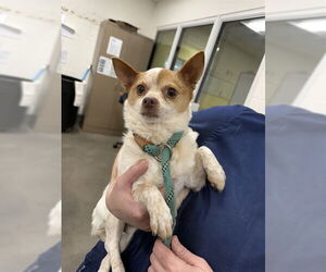 Chihuahua Dogs for adoption in Forestville, MD, USA