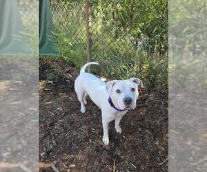 American Pit Bull Terrier Dogs for adoption in Denver, CO, USA
