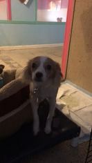 Italian Greyhuahua Dogs for adoption in phoenix, AZ, USA