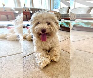 Havanese Dogs for adoption in Menifee, CA, USA