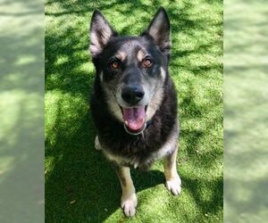 German Shepherd Dog Dogs for adoption in Henderson, NV, USA