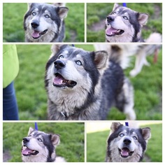 Alaskan Malamute-Samoyed Mix Dogs for adoption in Hope, British Columbia, Canada