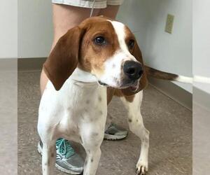 English Foxhound Dogs for adoption in Westminster, MD, USA