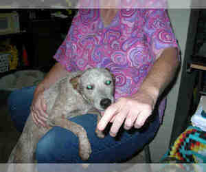 Mutt Dogs for adoption in Fort Walton Beach, FL, USA