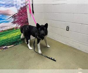 Akita-Unknown Mix Dogs for adoption in Moreno Valley, CA, USA