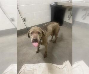 Labrador Retriever Dogs for adoption in Forestville, MD, USA