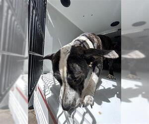 American Pit Bull Terrier-Unknown Mix Dogs for adoption in Houston, TX, USA