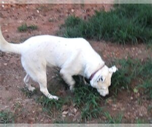 Labrador Retriever-Unknown Mix Dogs for adoption in Atlanta, GA, USA