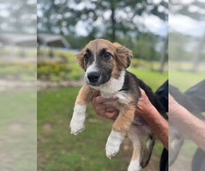 Australian Shepherd-Unknown Mix Dogs for adoption in Mt. Laurel, NJ, USA