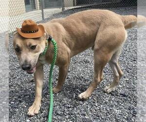 Labrador Retriever-Unknown Mix Dogs for adoption in Newton, NC, USA