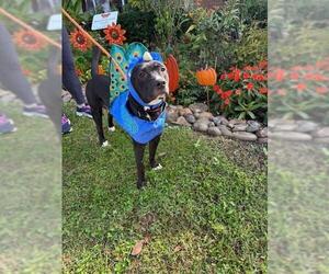 American Pit Bull Terrier Dogs for adoption in Louisville, KY, USA