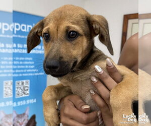Labrador Retriever-Unknown Mix Dogs for adoption in Washington, DC, USA