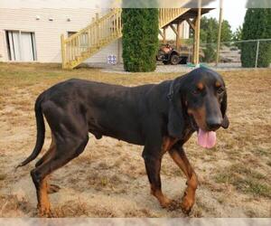 Black and Tan Coonhound Dogs for adoption in Brooklyn Center, MN, USA