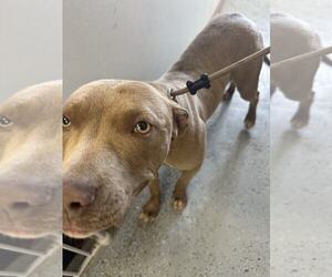 American Pit Bull Terrier Dogs for adoption in Evansville, IN, USA