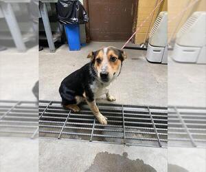 Mutt Dogs for adoption in Stockton, CA, USA