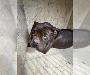 American Pit Bull Terrier-Unknown Mix Dogs for adoption in Oklahoma City, OK, USA