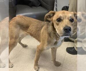 American Pit Bull Terrier-German Shepherd Dog Mix Dogs for adoption in Olathe, KS, USA