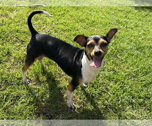 Chihuahua-Unknown Mix Dogs for adoption in Pensacola, FL, USA