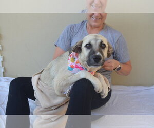 Black Mouth Cur-Great Pyrenees Mix Dogs for adoption in McKinney, TX, USA