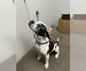 American Bulldog Dogs for adoption in Rosenberg, TX, USA