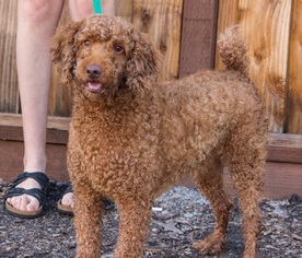 Poodle (Standard) Dogs for adoption in Palo Alto, CA, USA