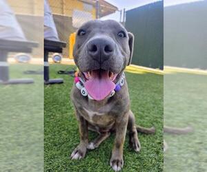 Mutt Dogs for adoption in Downey, CA, USA