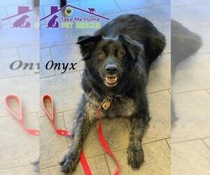 Borador Dogs for adoption in Richardson, TX, USA