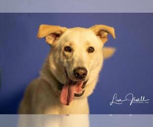 Greyhound-Labrador Retriever Mix Dogs for adoption in Chouteau, OK, USA