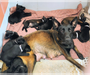 Mutt Dogs for adoption in Imlay City, MI, USA
