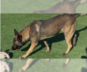 German Shepherd Dog-Unknown Mix Dogs for adoption in Imlay City, MI, USA