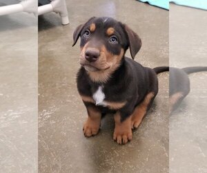 Dachshund-Unknown Mix Dogs for adoption in Estherville, IA, USA