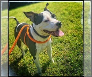 Pointer Dogs for adoption in Derwood, MD, USA