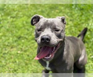 American Pit Bull Terrier-Unknown Mix Dogs for adoption in Tulsa, OK, USA