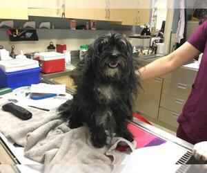 Mutt Dogs for adoption in Riverside, CA, USA