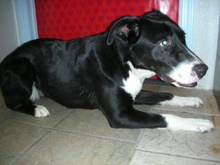 Border Collie Dogs for adoption in Eureka Springs, AR, USA