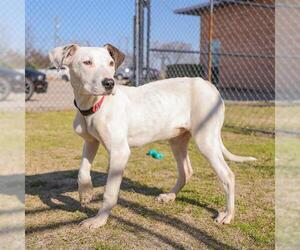 American Pit Bull Terrier-Unknown Mix Dogs for adoption in Waco, TX, USA