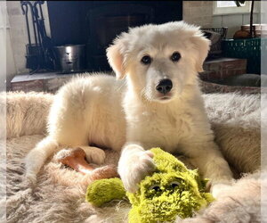 Great Pyrenees-Unknown Mix Dogs for adoption in Croydon, NH, USA