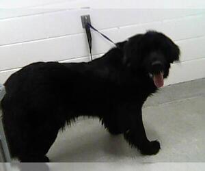 Mutt Dogs for adoption in Fort Collins, CO, USA