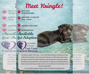 Maltador Dogs for adoption in pomfret, CT, USA