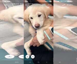 Golden Retriever-Unknown Mix Dogs for adoption in NYC, NY, USA