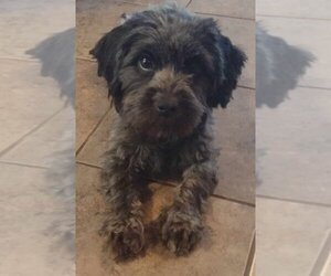 Mal-Shi Dogs for adoption in San Antonio, TX, USA