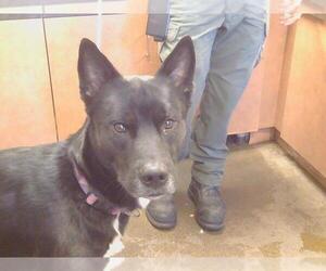 German Shepherd Dog-Siberian Husky Mix Dogs for adoption in Sacramento, CA, USA