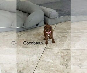 Poodle (Miniature) Dogs for adoption in Studio City, CA, USA