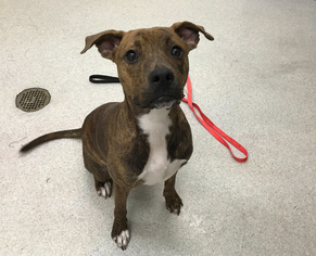 American Staffordshire Terrier-Unknown Mix Dogs for adoption in Spokane, WA, USA
