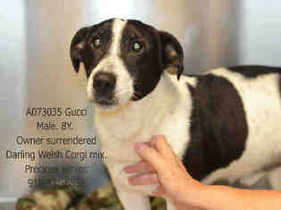 Cardigan Welsh Corgi Dogs for adoption in Fayetteville, NC, USA