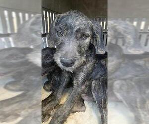 Mutt Dogs for adoption in San Antonio, TX, USA