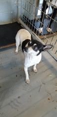 Rat Terrier Dogs for adoption in Pleasanton, TX, USA