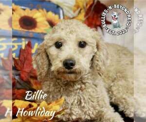 Poodle (Miniature) Dogs for adoption in Omaha, NE, USA