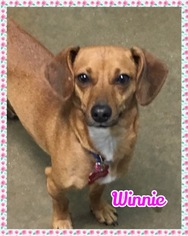 Chiweenie Dogs for adoption in Jasper, IN, USA