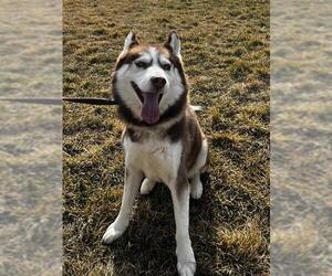Siberian Husky Dogs for adoption in Ogden, UT, USA